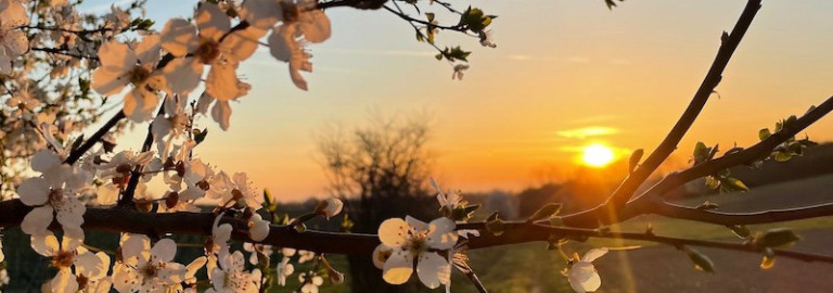 Sonnenaufgang Kirschblüten